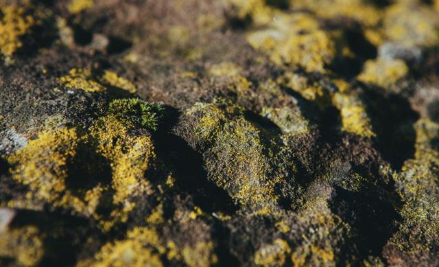 9個最棒的國外免費圖片素材網站